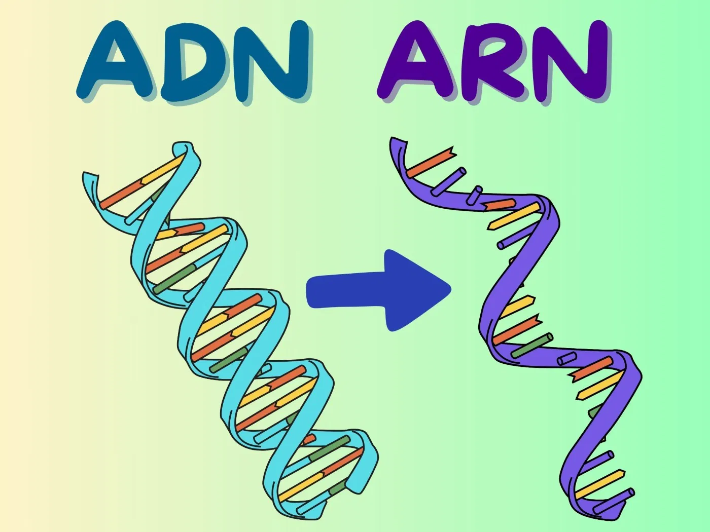 ADN vs ARN: diferencias, funciones y su papel en la genética moderna