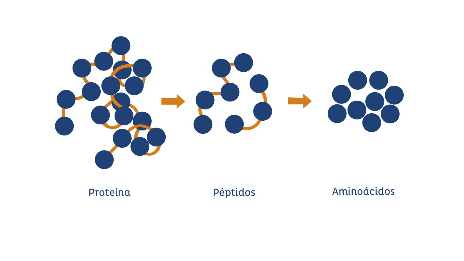La importancia de las proteínas en el cuerpo humano: estructura y función